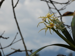 Prosthechea baculus