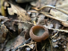 Plicariella