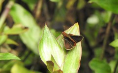 Miltomiges cinnamomea