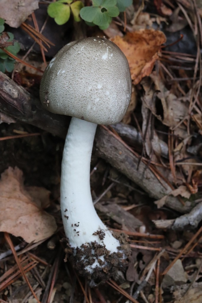Agaricus moelleri · September 2021 · photo: © ninacourlee (iNaturalist, cc-by)