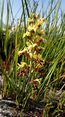 Tritoniopsis parviflora parviflora