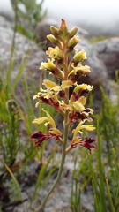 Tritoniopsis parviflora parviflora