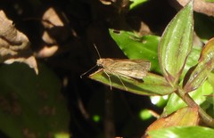 Cymaenes lepta