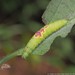 Baltodonta broui - Photo (c) Vitaly Charny, some rights reserved (CC BY-NC), uploaded by Vitaly Charny