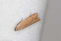 Mesophleps adustipennis