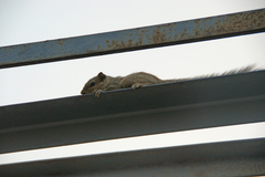 Funambulus pennantii