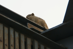 Funambulus pennantii