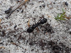 Bothroponera cavernosa