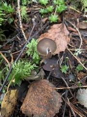 Strobilurus esculentus