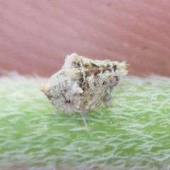 Mistharnophantia