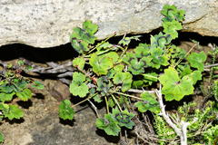 Pelargonium tabulare