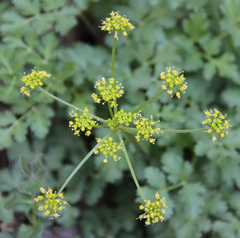 Tauschia kelloggii