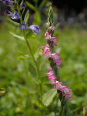 Spiranthes sinensis