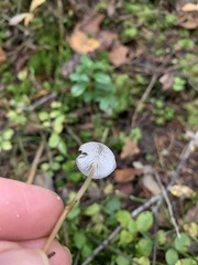 Strobilurus esculentus