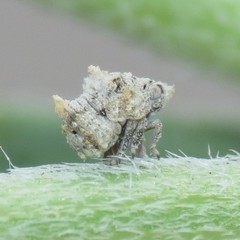 Mistharnophantia