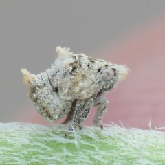 Mistharnophantia