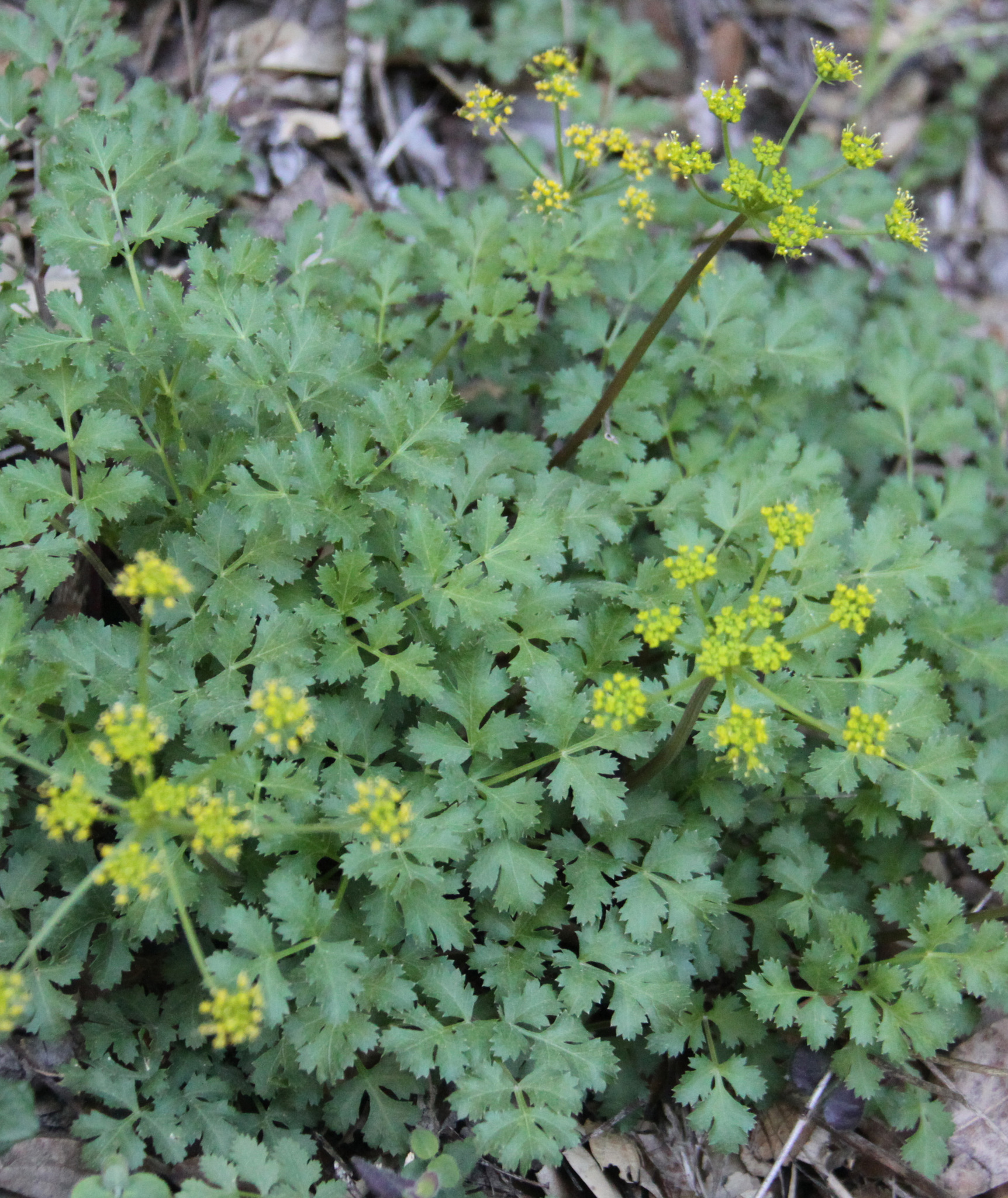 Tauschia kelloggii