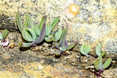 Curio repens