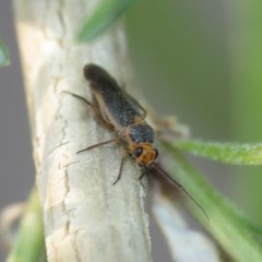 Lopidella flavoscuta