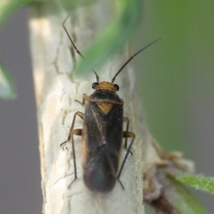 Lopidella flavoscuta