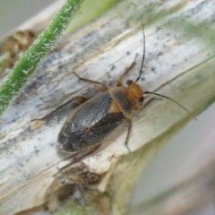 Lopidella flavoscuta