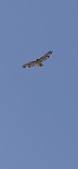 Buteo jamaicensis