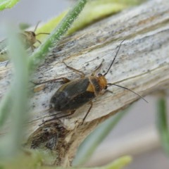 Lopidella flavoscuta