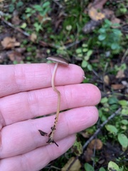 Strobilurus esculentus