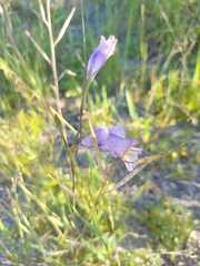 Gladiolus carinatus