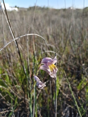 Gladiolus carinatus