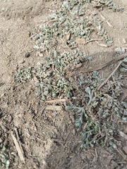 Extriplex californica