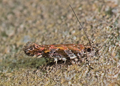 Aristotelia rubidella