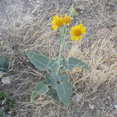 Mistharnophantia
