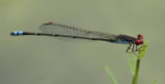 Pseudagrion sublacteum sublacteum