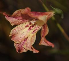 Gladiolus maculatus