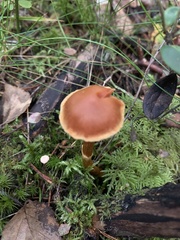 Cortinarius gentilis