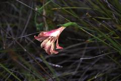 Gladiolus maculatus