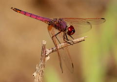 Trithemis annulata annulata