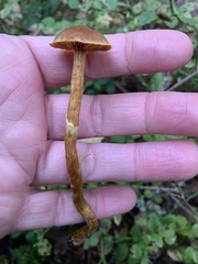 Cortinarius gentilis