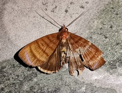 Ceromacra tymber