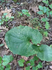 Arnoglossum reniforme