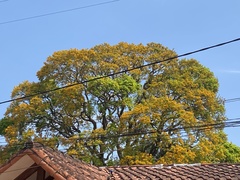 Platymiscium pinnatum