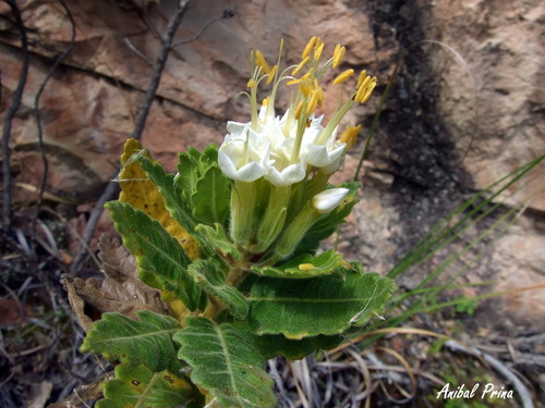 Polemoniaceae image