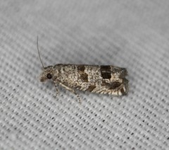 Pelochrista seamansi