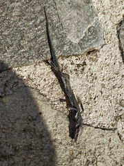 Podarcis muralis