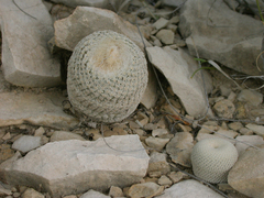 Epithelantha bokei