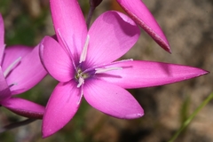 Hesperantha pauciflora