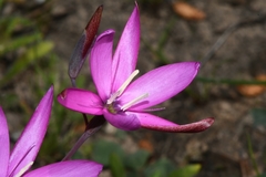 Hesperantha pauciflora