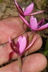 Hesperantha pauciflora