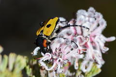 Campulipus limbatus